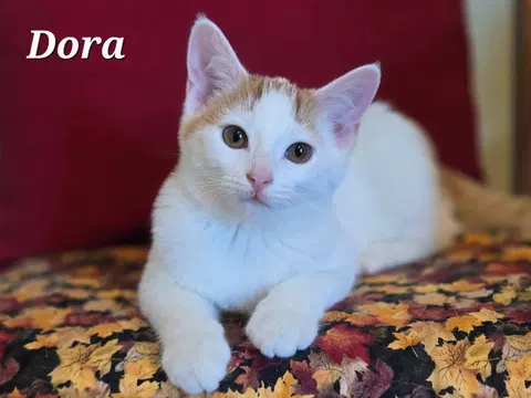 Watch the video of Dora