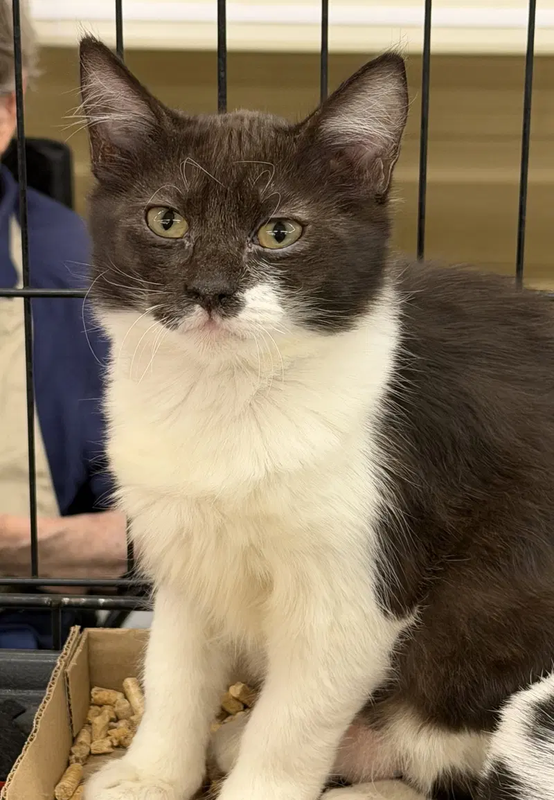 Gilly, a young male cat up for adoption