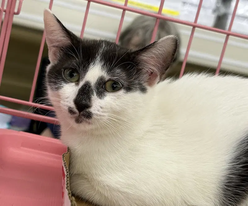 Ayla, a young female cat up for adoption