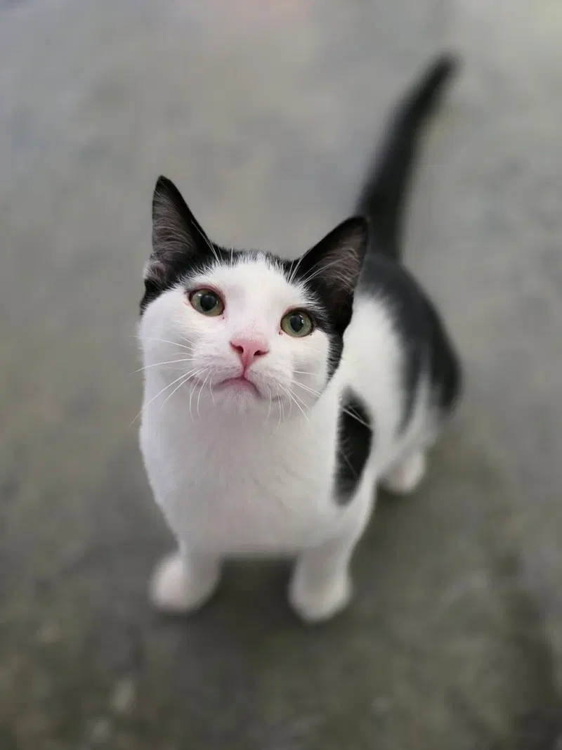 Andy, a young male cat up for adoption