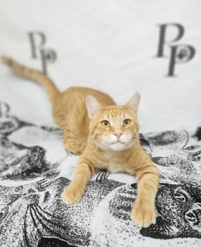Travolta, an adult male cat up for adoption
