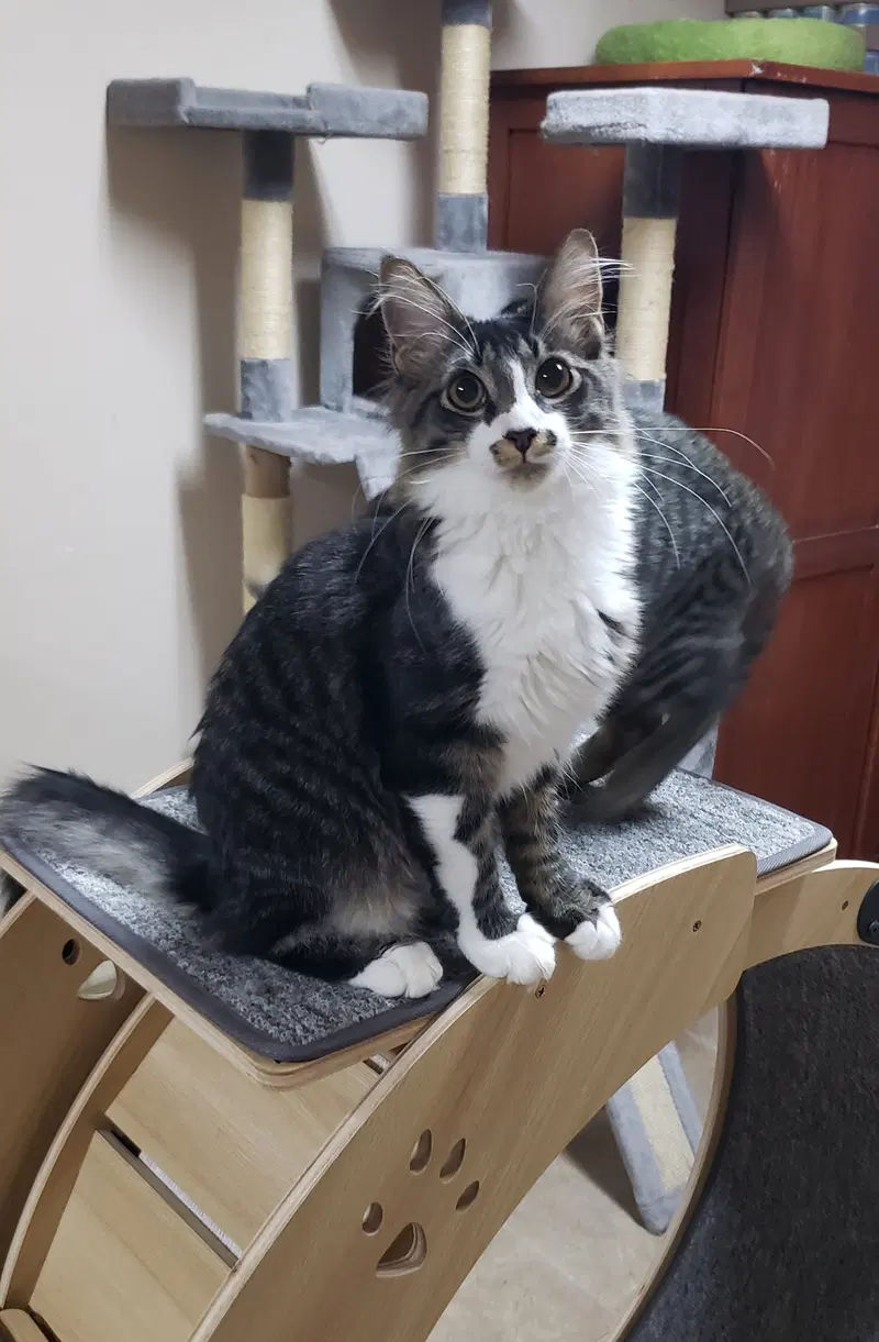 Kazoo, photo 9