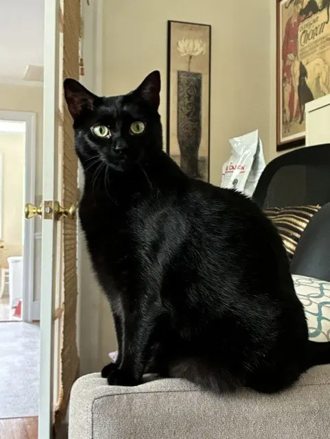 Loki, an adult female cat up for adoption