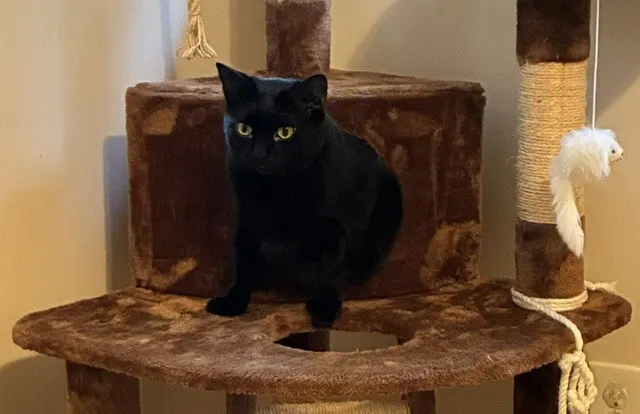 Loki, photo 6