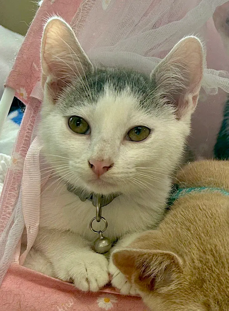 Glendale, a male kitten up for adoption