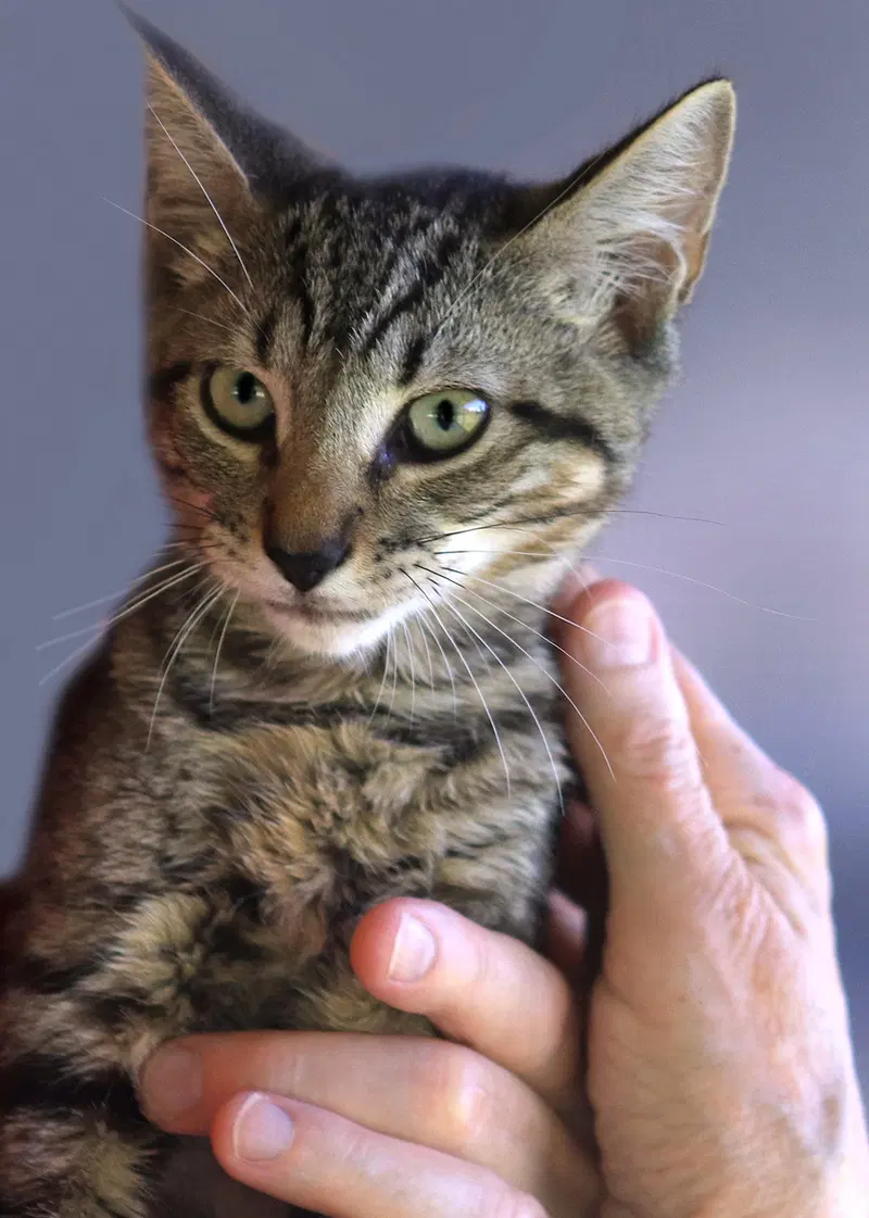 Maryann, a female kitten up for adoption