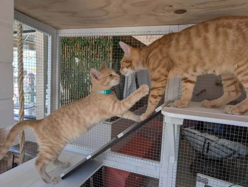 Champ & Calvin, photo 4