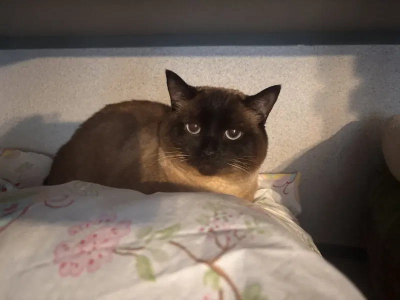 Nana & Sagal, adult female cats up for adoption