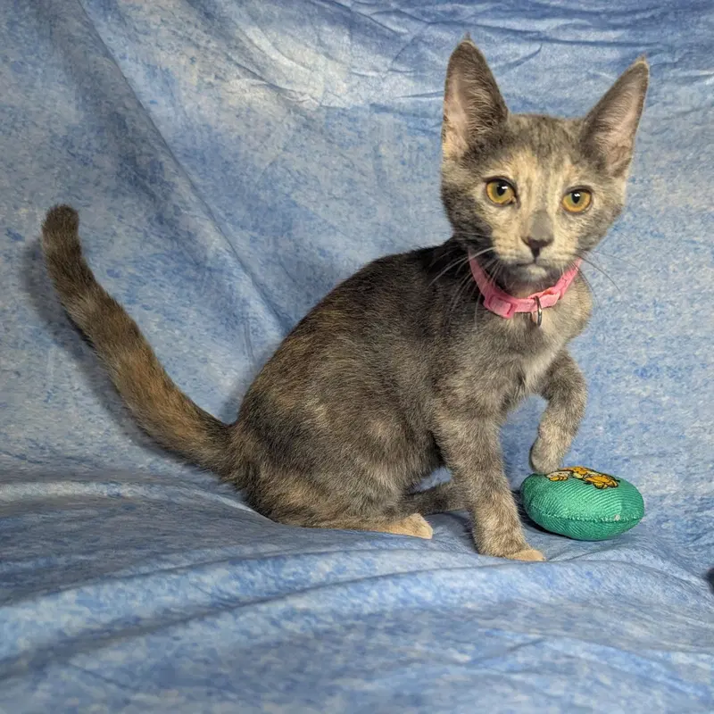 Valencia, a female kitten up for adoption