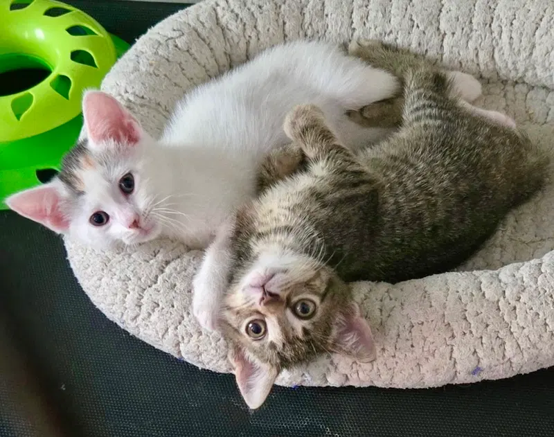 Anya and Elsa, photo 4