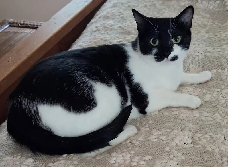 Poppy, an adult female American Shorthair cat up for adoption