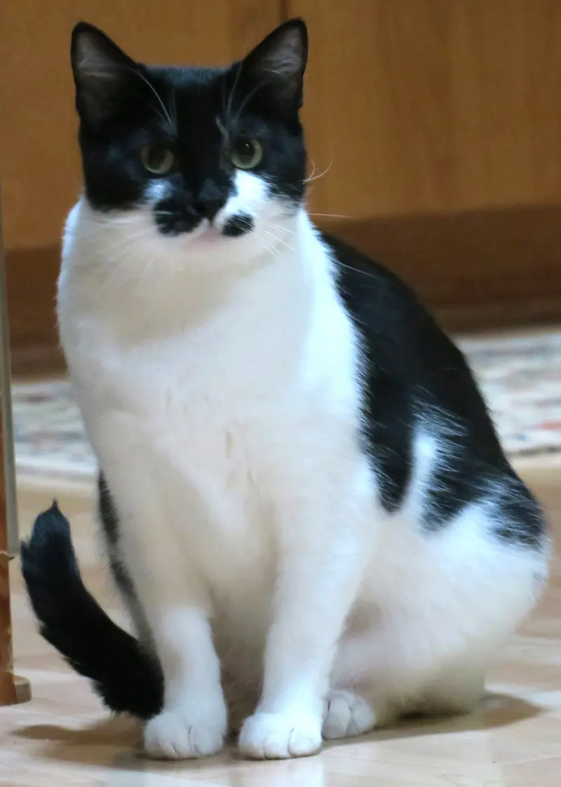 Poppy, photo 2