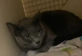 Shadow, a senior female Russian Blue cat up for adoption