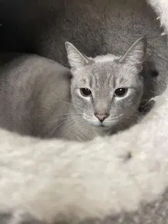 Luna, an adult female Siamese cat up for adoption