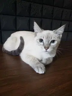 Luna, photo 2