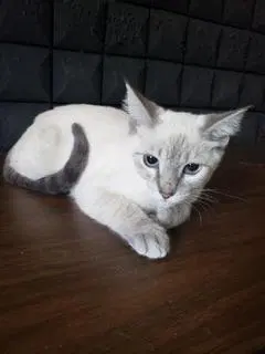 Luna, photo 3