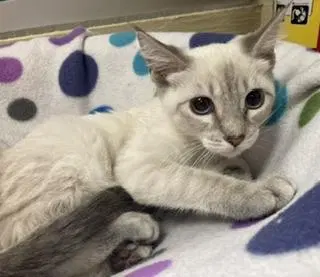 Luna, photo 4