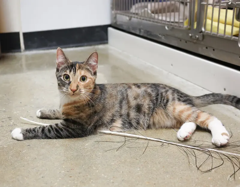 Ann Chovy, a female kitten up for adoption