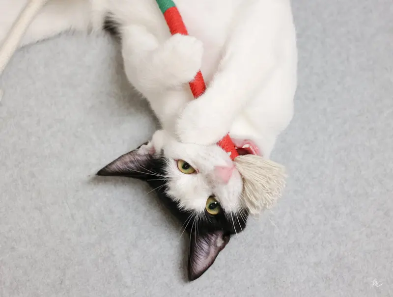 Fw, a male kitten up for adoption