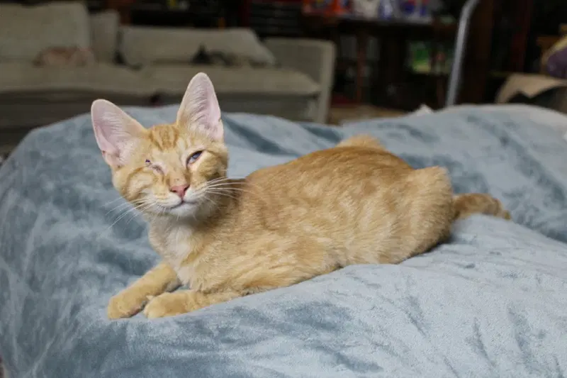 Golden Oreo, a male kitten up for adoption