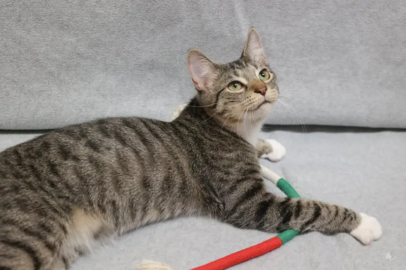 Mack, a male kitten up for adoption