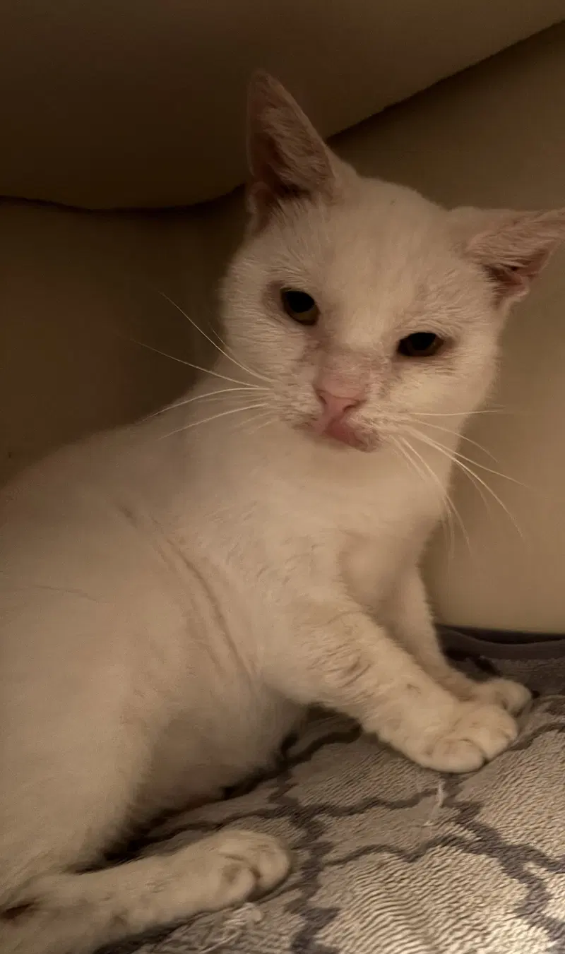 Snowball, an adult female cat up for adoption
