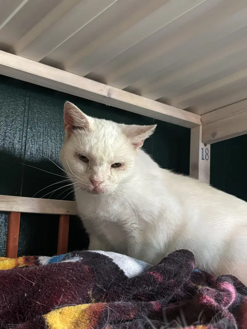Snowball, photo 2