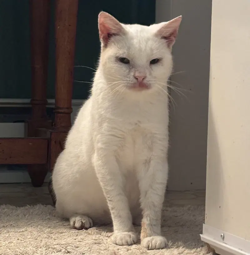 Snowball, photo 3