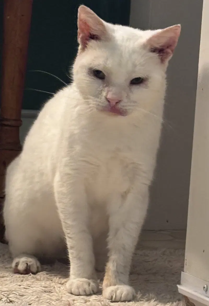 Snowball, photo 4