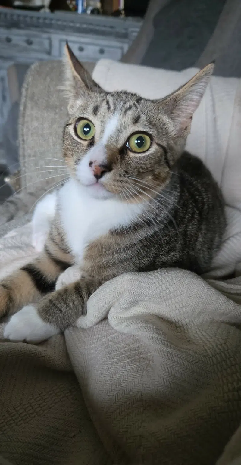 Vesper, photo 2