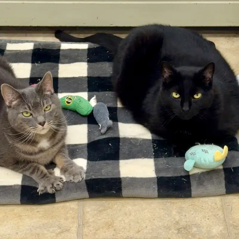 Appa & Little, adult male cats up for adoption