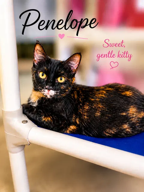 Watch the video of Penelope