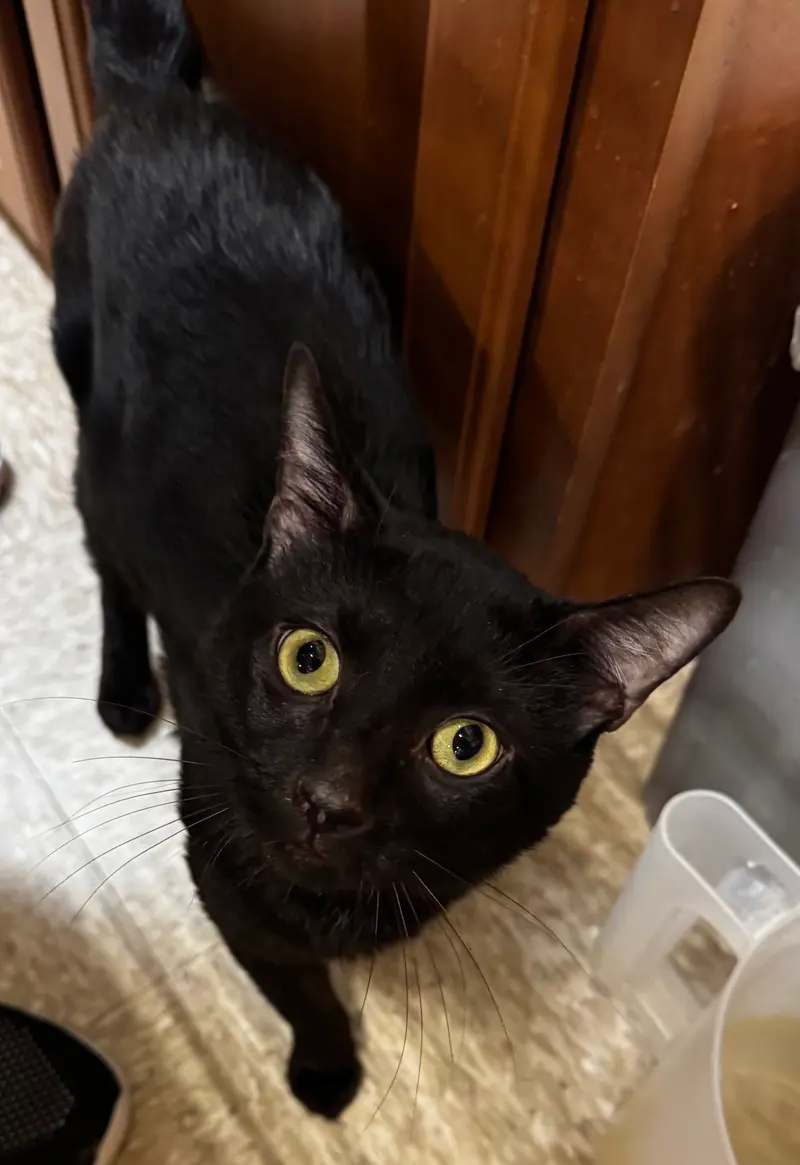 Kebob, an adult male cat up for adoption