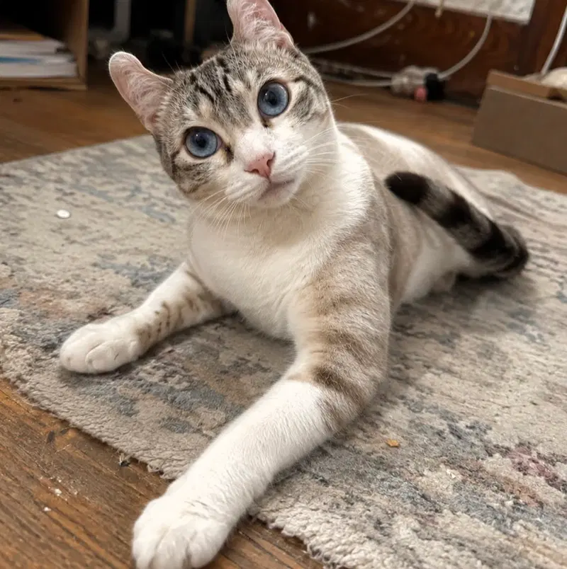 Purrl, an adult female American Curl cat up for adoption