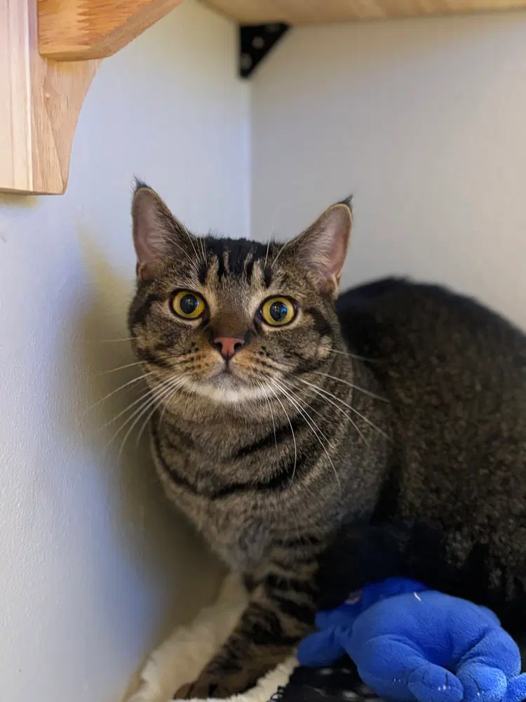 Cardi B, a female kitten up for adoption