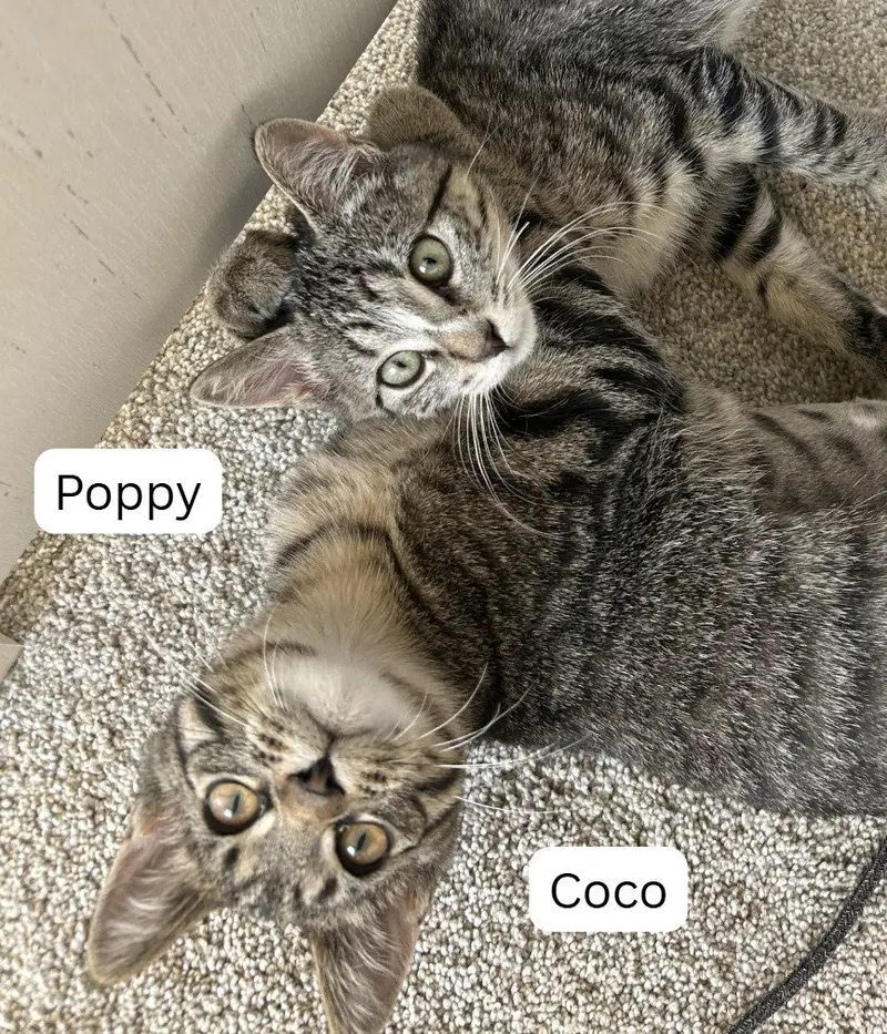 Poppy / Coco, a female kitten up for adoption