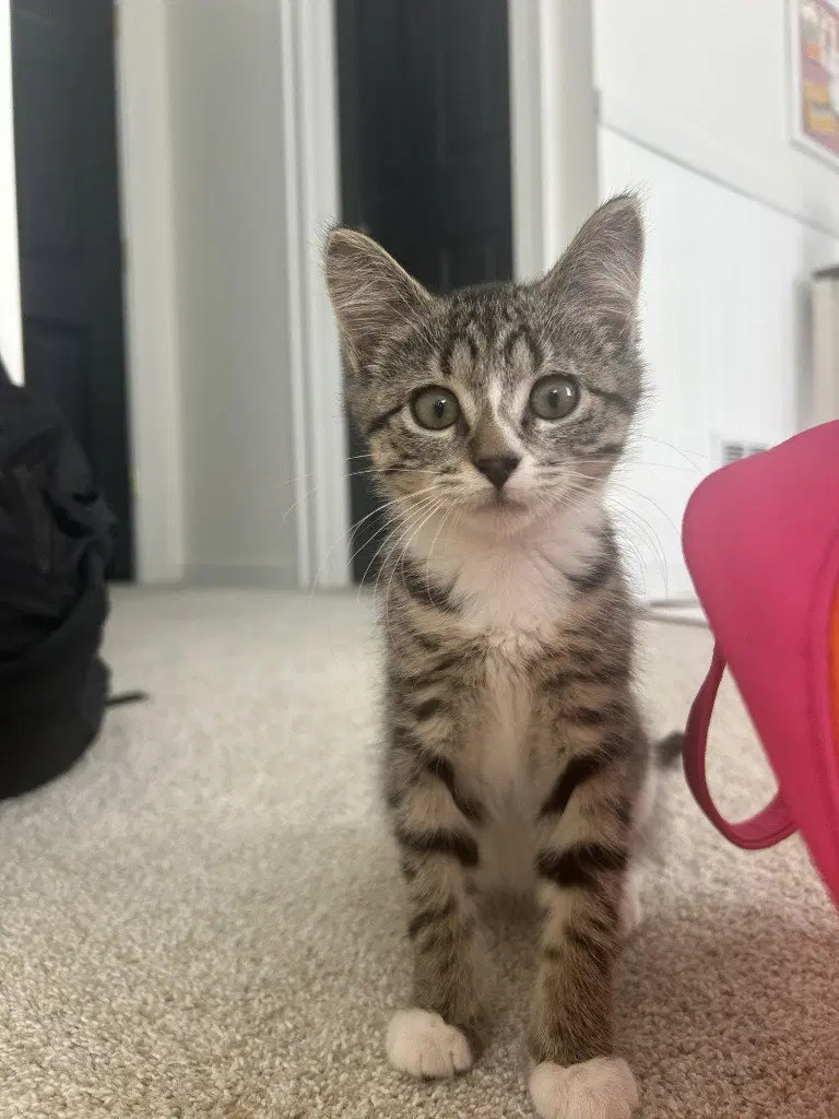 Poppy / Coco, photo 3