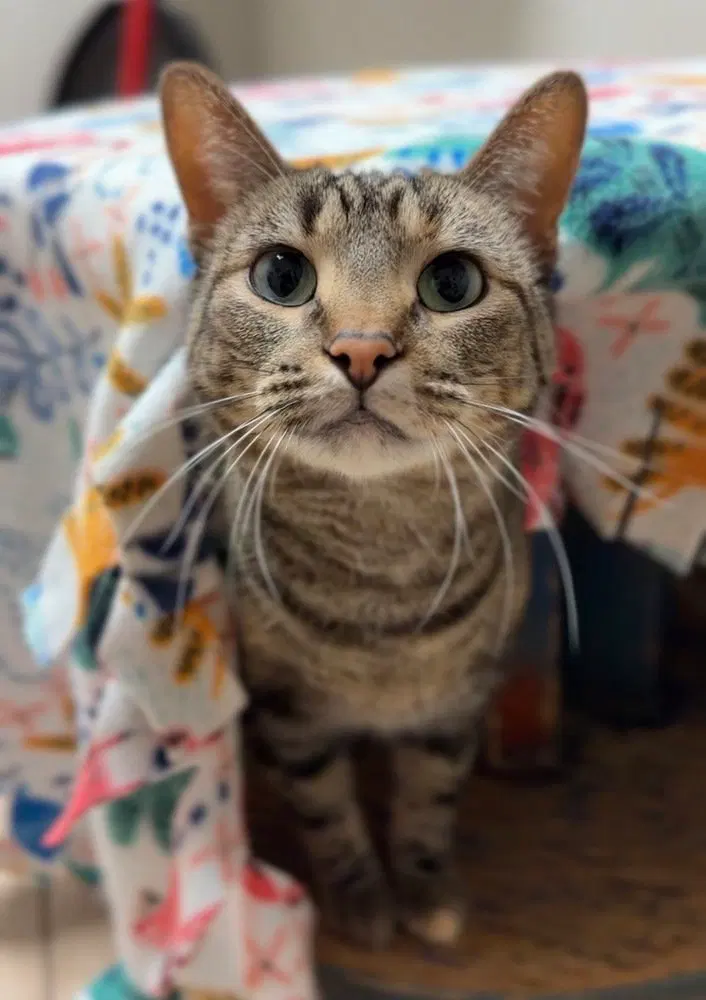 Tiny, an adult female cat up for adoption
