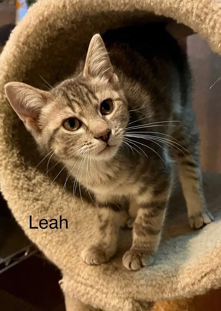Leah, photo 2