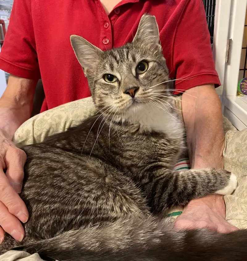 Guinness, a young male cat up for adoption