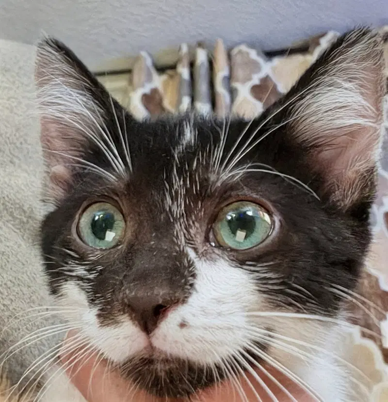 Chip 6.1.26, photo 2