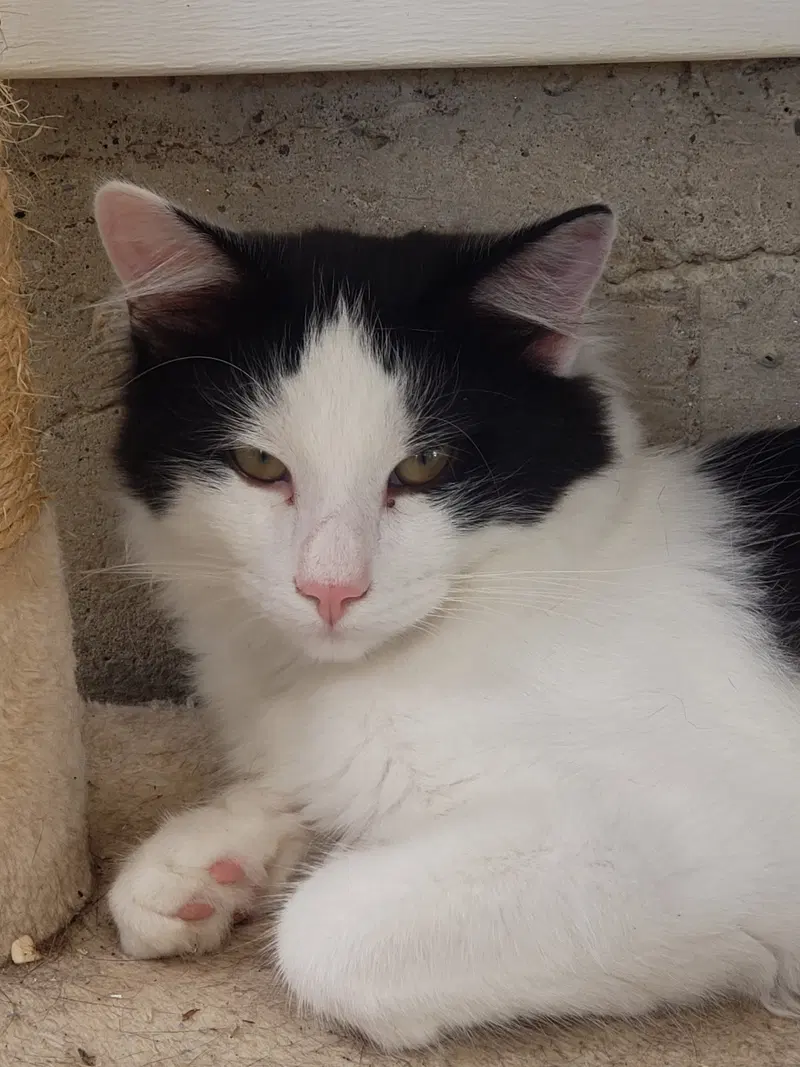 Denim, an adult male cat up for adoption