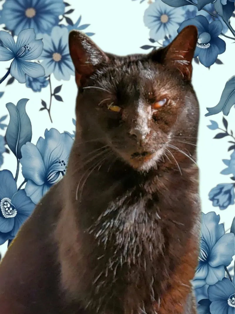 Diamond, an adult female cat up for adoption
