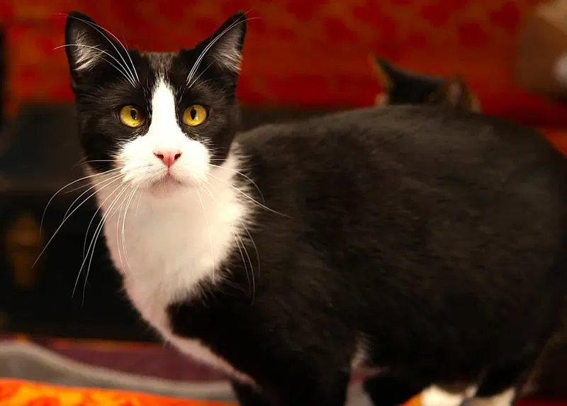 Enzo, an adult male cat up for adoption