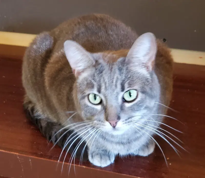 Fancy, an adult female cat up for adoption