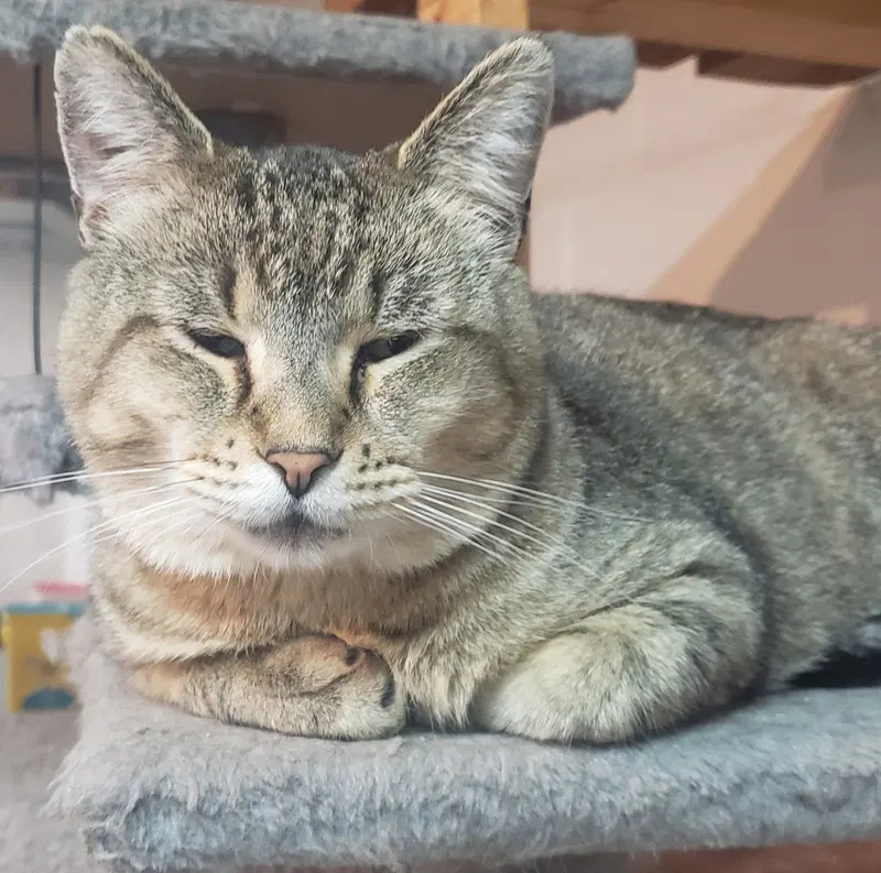 Major Tom, an adult male cat up for adoption