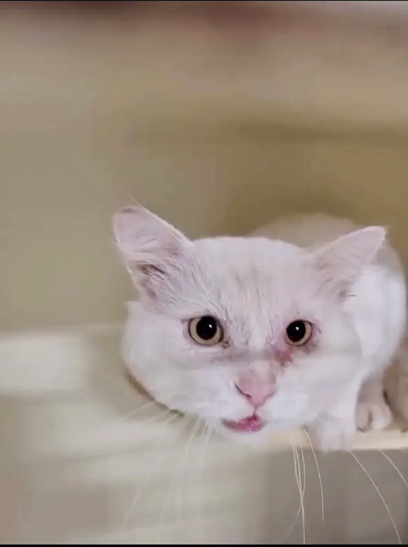 Fuego, an adult male cat up for adoption