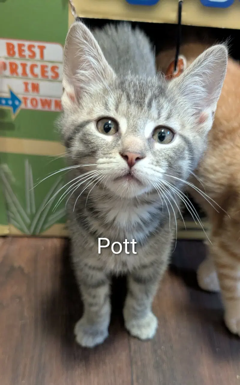 Pott, a male Tabby kitten up for adoption