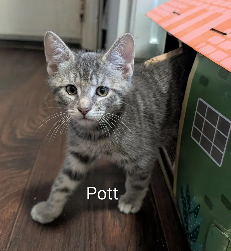Pott, photo 2