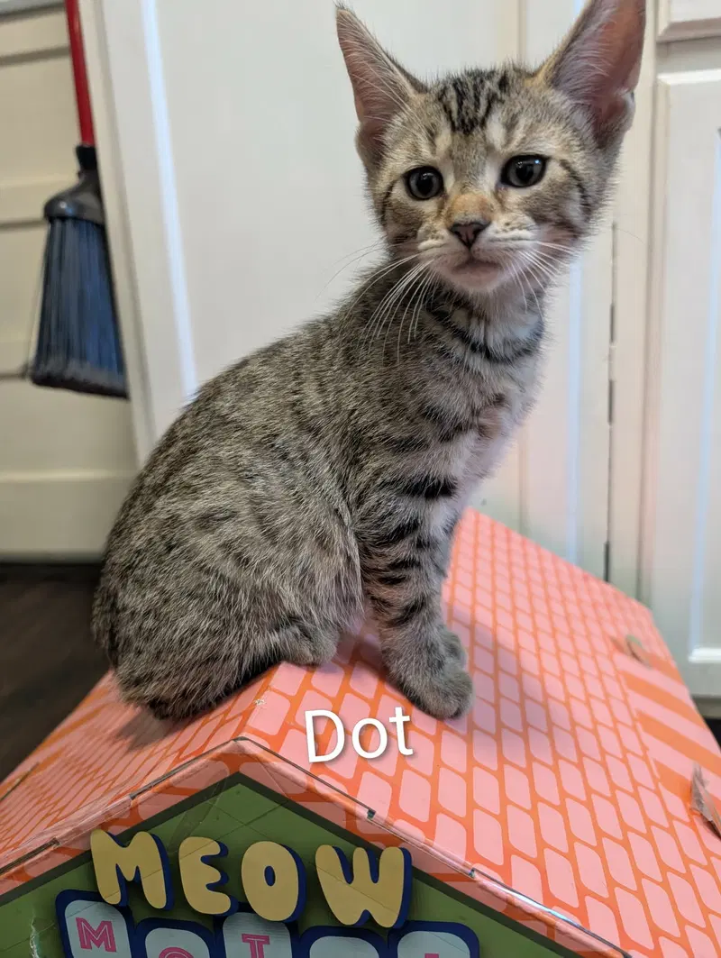Dot, a male Tabby kitten up for adoption